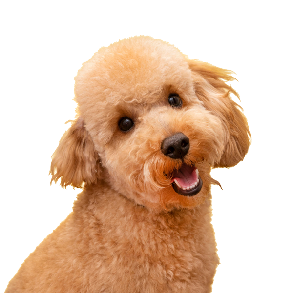 380796518595193 فروشگاه اینترنتی باریزان طرح سازه